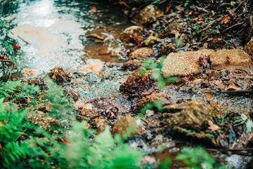 a small stream in a backyard with clear water and brown rocks