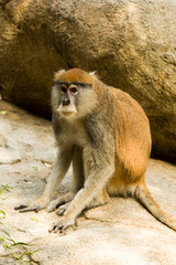 Monkey sitting on rock