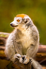 Lemur close up