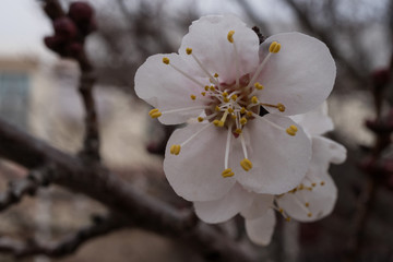 Desert Apricot tree flower macro in the spring.