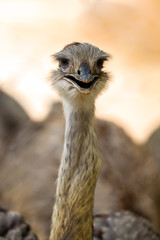 Ostrich