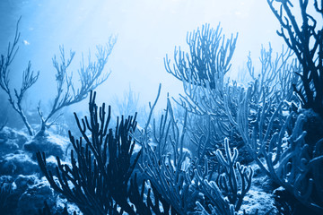 Sea deep or ocean underwater with coral reef as a background. Color of the year 2020. Main color...