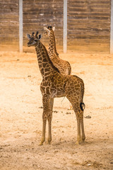 Two Baby Giraffes