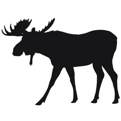 Vector silhouette of large bull moose.