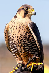 Peregrine Falcon Full Body Front