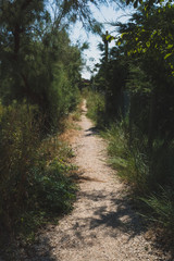Dirt path between trees on island of Torcello, Venice, Italy