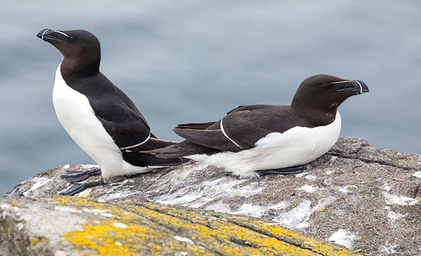Two razorbills are relaxing on cliff under warm sunlights. Isle of May. Scotland. Uk