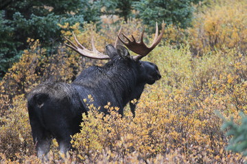 Fototapeta na wymiar Moose in the Mountains