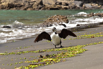 A pied shag on a beach with green seaweed