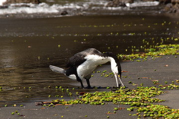 A pied shag eating green round seaweed fruit on a beach