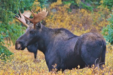 Moose in the Mountains