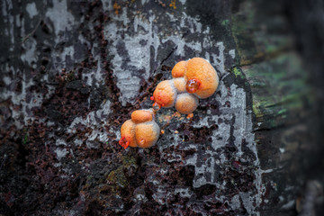 Close-up of orange wolf's milk slime mold 