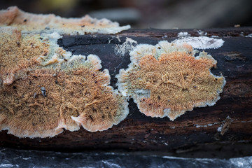 Close-up of pinkish wood-rotting fungus (Phlebia tremellosa)