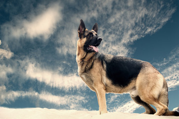 German Shepherd Dog stand on sand at the beach on cloudy day.