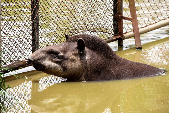 Closeup Of Tapir Cooling Off In The Lake.