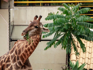 Closeup of giraffe feeding. Beautiful animal.