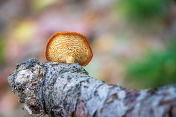 A bright orange hexagonal-pored polypore (Neofavolus alveolaris) growing on a tree branch