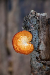 A bright orange hexagonal-pored polypore (Neofavolus alveolaris) growing on a tree branch