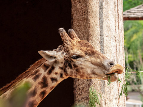 Closeup of giraffe feeding. Beautiful animal.