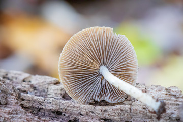 Close up beige mushroom gills