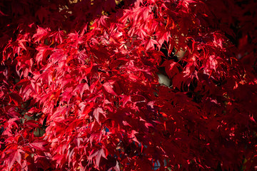 Detail of Japanese Maple Tree leaf on sunny day in autumn season - 307542830