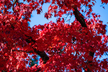 Detail of Japanese Maple Tree leaf on sunny day in autumn season - 307542841