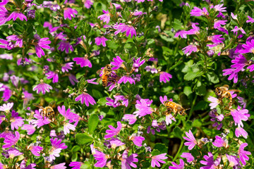 Fototapeta premium bees pollinate lilac flowers