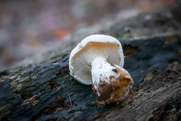 White mushroom