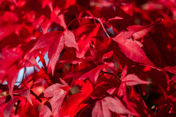 Detail of Japanese Maple Tree leaf on sunny day in autumn season - 307542888