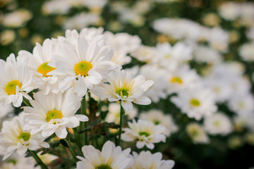 The beautiful field of white flowers in the garden with a blur background, focus in one spot