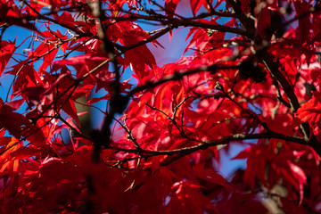 Detail of Japanese Maple Tree leaf on sunny day in autumn season - 307543025