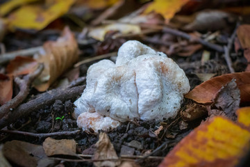 Shrimp of the woods mushroom (Entoloma abortivum) growing in Frick Park, Pittsburgh,  PA