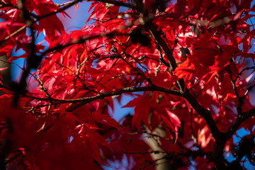 Detail of Japanese Maple Tree leaf on sunny day in autumn season - 307543037