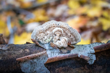 Beige gilled polypore (Lenzites betulina) growing on a log