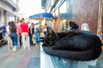 dramatic black cat sleeping in outside mall with crowds of people, in santo domingo, dominican...