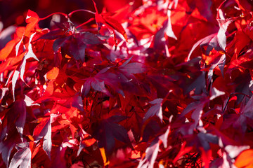 Detail of Japanese Maple Tree leaf on sunny day in autumn season - 307543080