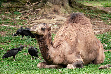 Camel lying down trying to sleep and the vultures wanting to eat him.