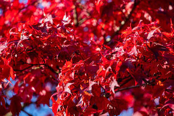 Detail of Japanese Maple Tree leaf on sunny day in autumn season - 307543202
