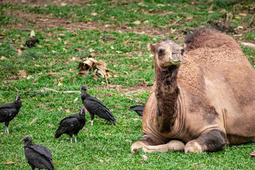 Camel lying down trying to sleep and the vultures wanting to eat him.