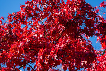 Detail of Japanese Maple Tree leaf on sunny day in autumn season - 307543241