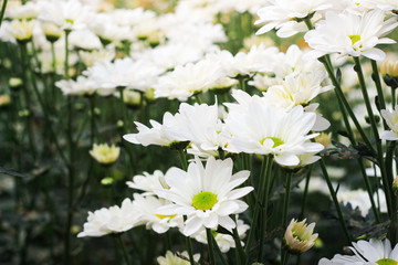 The beautiful field of white flowers in the garden with a blur background, focus in one spot