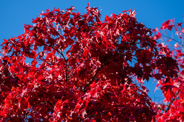 Detail of Japanese Maple Tree leaf on sunny day in autumn season - 307543277