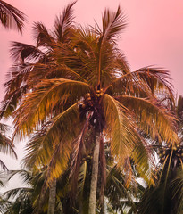 the coconut foot and the pink sky