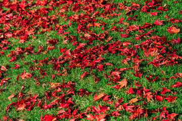 Japanese Maple Tree foliage on green grass on ground in autumn - 307543407