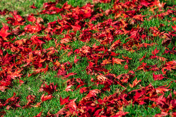 Japanese Maple Tree foliage on green grass on ground in autumn - 307543416