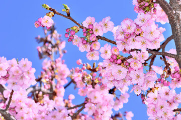 桜の開花イメージ