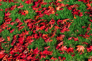 Japanese Maple Tree foliage on green grass on ground in autumn - 307543637