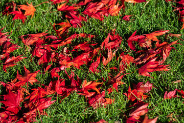 Japanese Maple Tree foliage on green grass on ground in autumn - 307543662