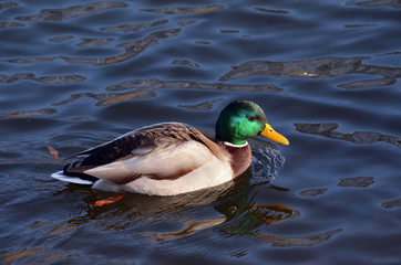 Wild ducks live on a lake in a residential area of Kiev