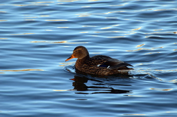 Wild ducks live on a lake in a residential area of Kiev